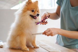 How to Groom Your Pet: A Step-by-Step Guide