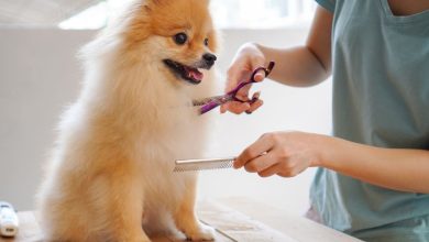 Groom Your Pet