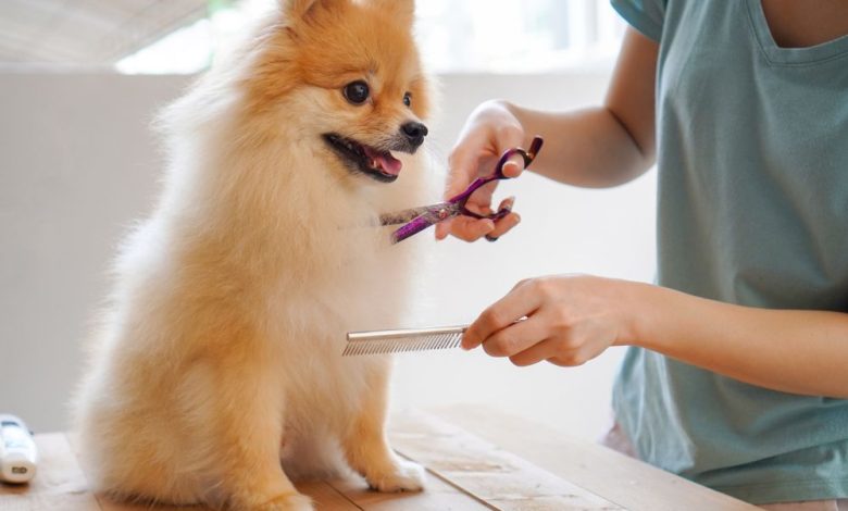 Groom Your Pet