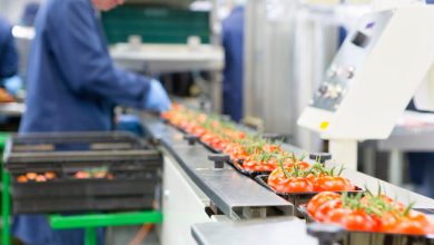 Workers busy in food processing