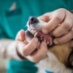 Pets Dental Health