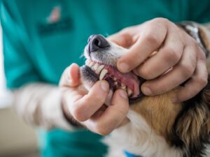 Pets Dental Health