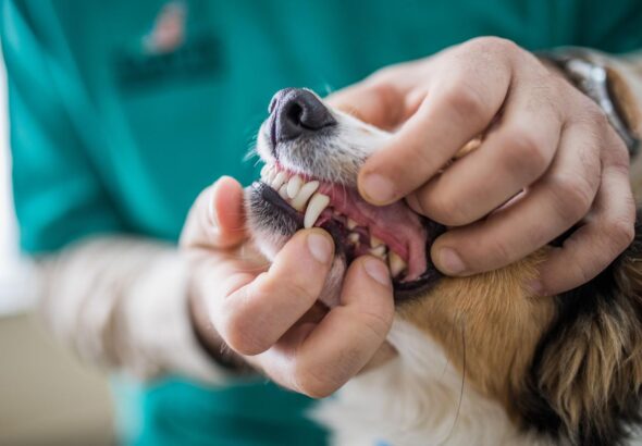 Pets Dental Health